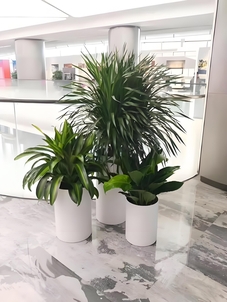 宁波镇海绿植租摆设计